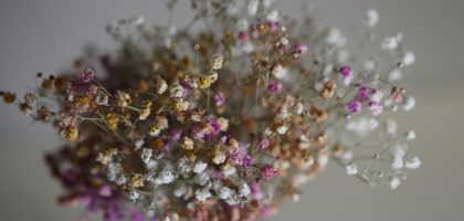 Photo Glass petals